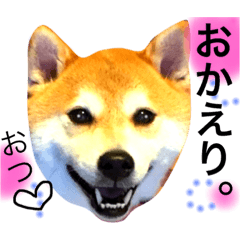 [LINEスタンプ] 柴犬五郎3