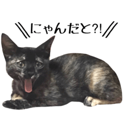 [LINEスタンプ] サビ猫ブラッキーの日常会話