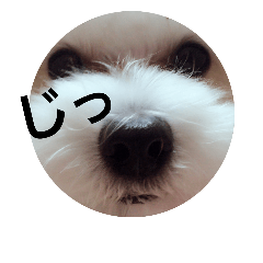 [LINEスタンプ] さだぽん