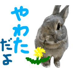 [LINEスタンプ] うさぎのやわた。