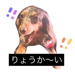 [LINEスタンプ] わんわんスタンプ♡