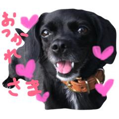 [LINEスタンプ] 雑種犬パールさん