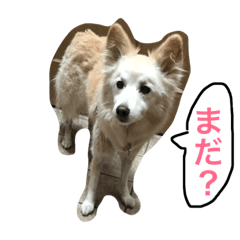 [LINEスタンプ] 雑種犬くりん日常スタンプ