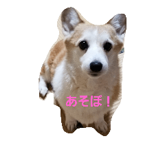 [LINEスタンプ] スモモの日常。