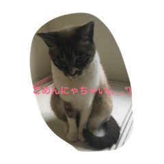 [LINEスタンプ] にゃんこすたーんぷ