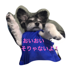 [LINEスタンプ] たまおさん家の犬。暴れん坊パッちゃん。