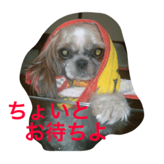 [LINEスタンプ] たまおさん家の犬。名前はヂルチ