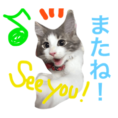 [LINEスタンプ] 食いしん坊猫のわさび