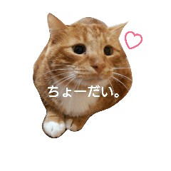 [LINEスタンプ] もかにゃんの日常