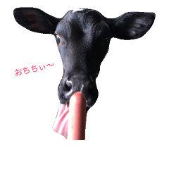 [LINEスタンプ] cow stamp