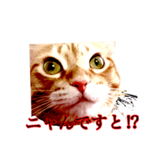 [LINEスタンプ] 猫のナツメさん