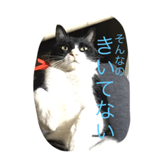 [LINEスタンプ] ねこちゃんズー