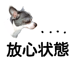 [LINEスタンプ] dog twittert