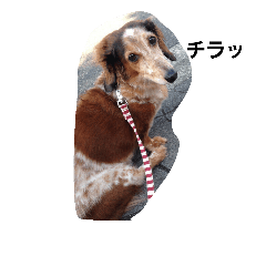 [LINEスタンプ] 渡辺スカル