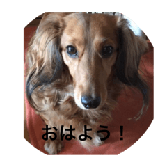 [LINEスタンプ] タルト日常挨拶