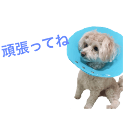 [LINEスタンプ] たむるぅ2