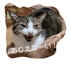 [LINEスタンプ] ウチ猫スタンプ(トラ＆スズ)