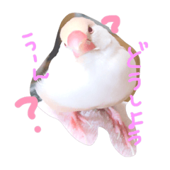 [LINEスタンプ] ことりちゃんたち