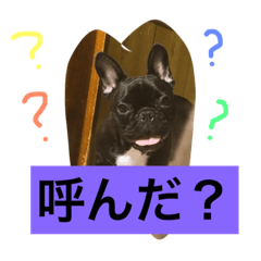 [LINEスタンプ] フレンチブルドッグあられの日常その1