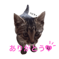 [LINEスタンプ] ももちゃん達のかわいいスタンプセット✨