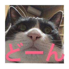 [LINEスタンプ] 犬と猫の日常だよ