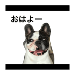 [LINEスタンプ] フレンチブルドック日常編