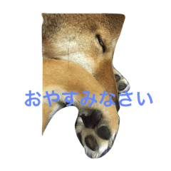 [LINEスタンプ] 愛犬みかんちゃん