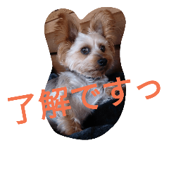 [LINEスタンプ] reoreoreochan2