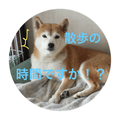 [LINEスタンプ] 我が家のハルちゃん