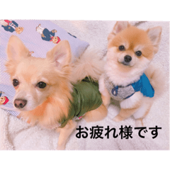 [LINEスタンプ] ポロ＆トイ