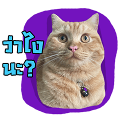 [LINEスタンプ] Wow Cats