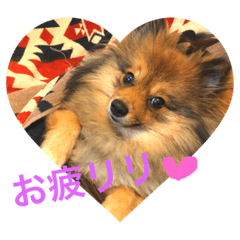 [LINEスタンプ] pomeranian リリのきもち3