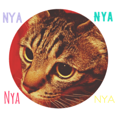 [LINEスタンプ] Nya！Nya！Nya！  Vol.2