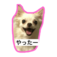 [LINEスタンプ] うちのめるちゃん