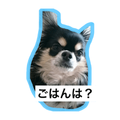 [LINEスタンプ] 犬の小太郎