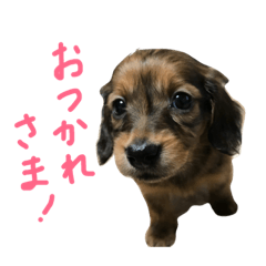 [LINEスタンプ] こいぬのラルフくん