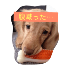 [LINEスタンプ] 吉田さんちのペット