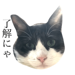 [LINEスタンプ] ハチクロ猫のぽん太