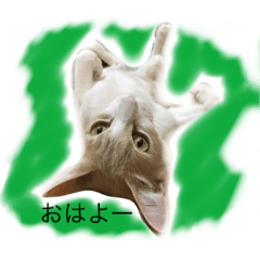 [LINEスタンプ] ネコのぽん太