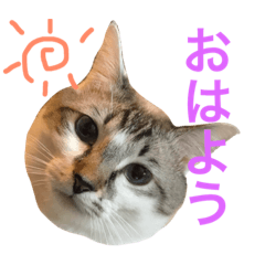 [LINEスタンプ] あんこの日常スタンプ