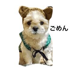 [LINEスタンプ] 愛犬 シーズー みるく