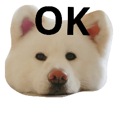 [LINEスタンプ] 秋田犬はるふゆ