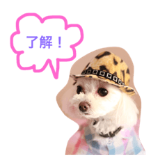 [LINEスタンプ] 愛犬しいちゃん