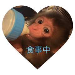 [LINEスタンプ] お猿の花ちゃん