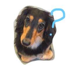 [LINEスタンプ] SAKURA  DACHSHUND