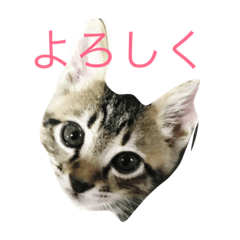 [LINEスタンプ] 猫トラスタンプ