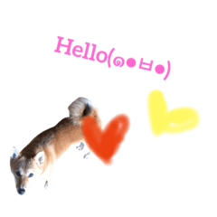 [LINEスタンプ] 柴犬☆スタンプ