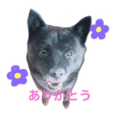 [LINEスタンプ] 甲斐犬 りく