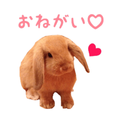 [LINEスタンプ] もも＆もこ's うさんぷ