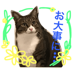 [LINEスタンプ] 猫達の日常使いの挨拶